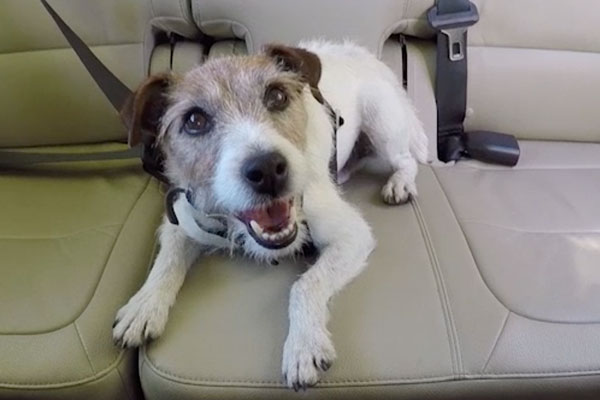 close-up of a small adorable dog in the backseat of a car